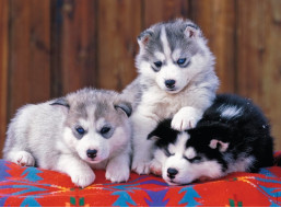 RAVENSBURGER Puzzle Štěňata husky XXL 200 dílků