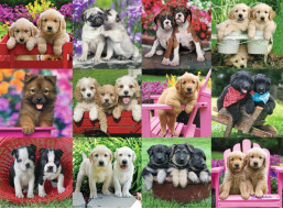 RAVENSBURGER Puzzle Psí kamarádi 500 dílků
