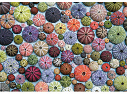PIATNIK Puzzle Mořští ježci 1000 dílků