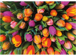 PIATNIK Puzzle Tulipány 1000 dílků