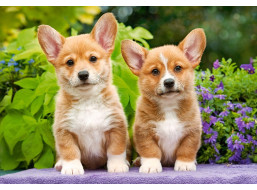 CASTORLAND Puzzle Štěňátka Welsh Corgi 1000 dílků