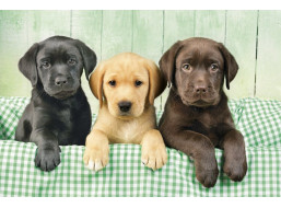 CLEMENTONI Puzzle Tři labradoři 1000 dílků