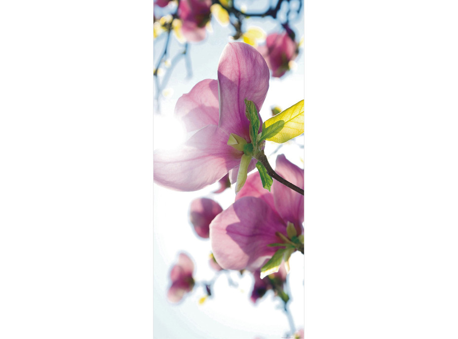 Moderní fototapeta - Magnolie - 90x202 cm