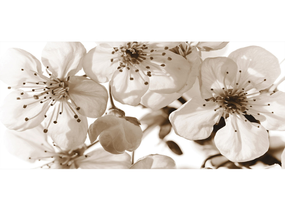 Moderní fototapeta - Květy sakury - černobílé - 202x90 cm
