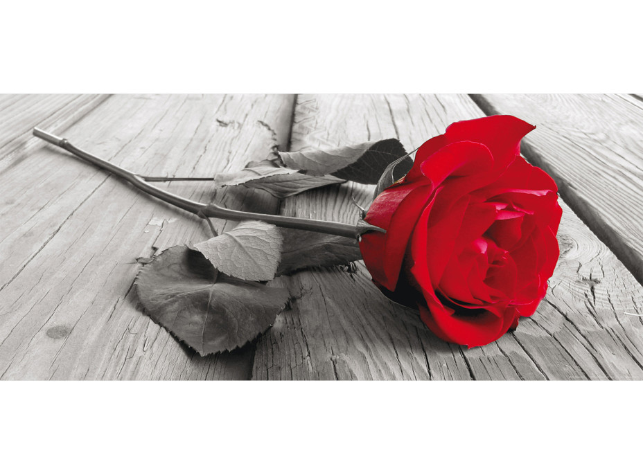 Moderní fototapeta - Červená růže - 202x90 cm