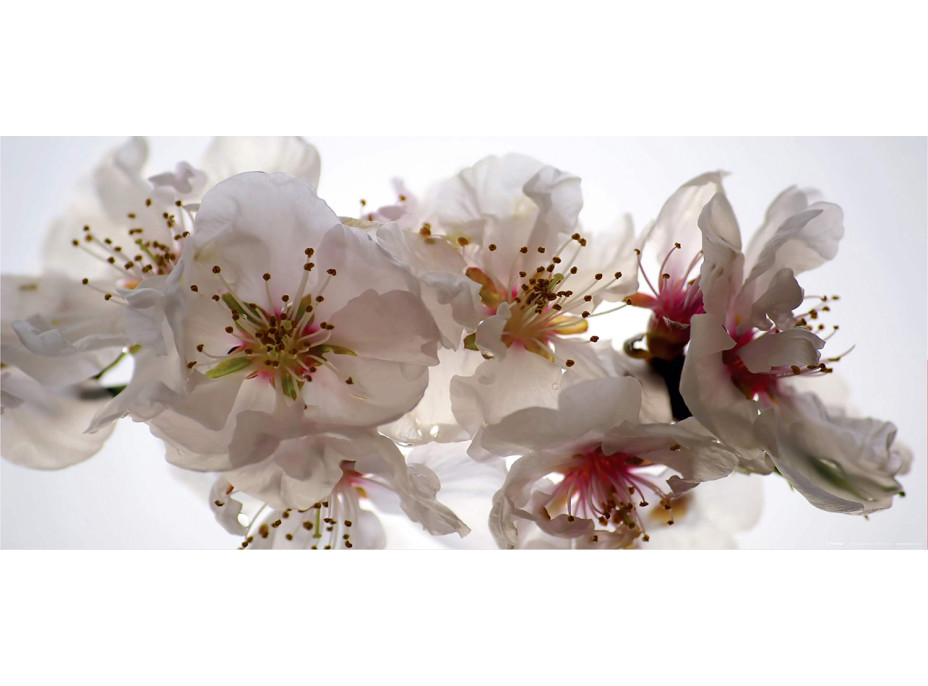 Moderní fototapeta - Květy sakury - 202x90 cm