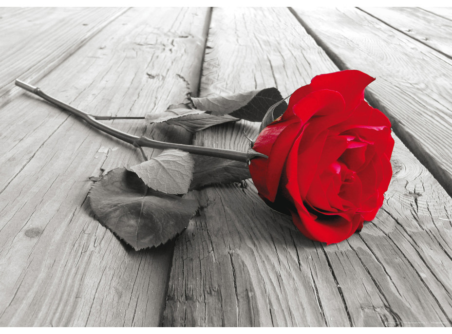 Moderní fototapeta - Červená růže - 155x110 cm