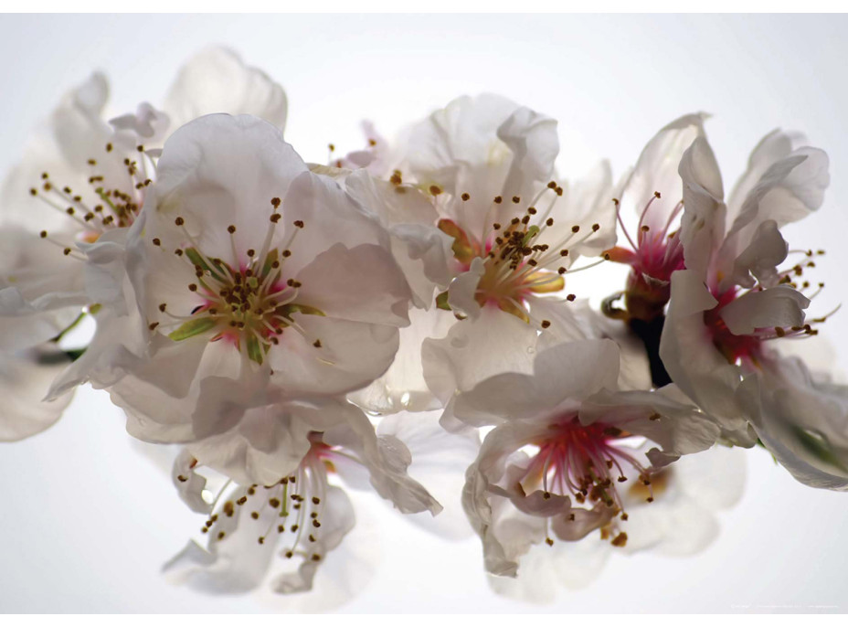 Moderní fototapeta - Květy sakury - 155x110 cm