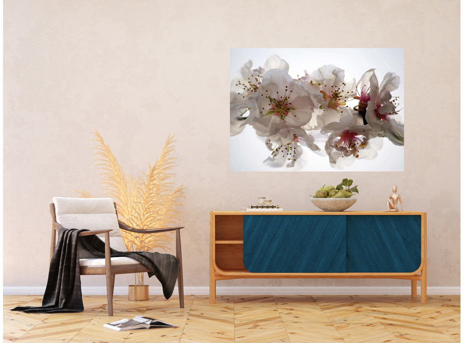 Moderní fototapeta - Květy sakury - 155x110 cm