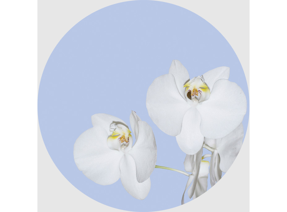 Moderní fototapeta - Orchidej na modrém pozadí - kulatá - 140 cm