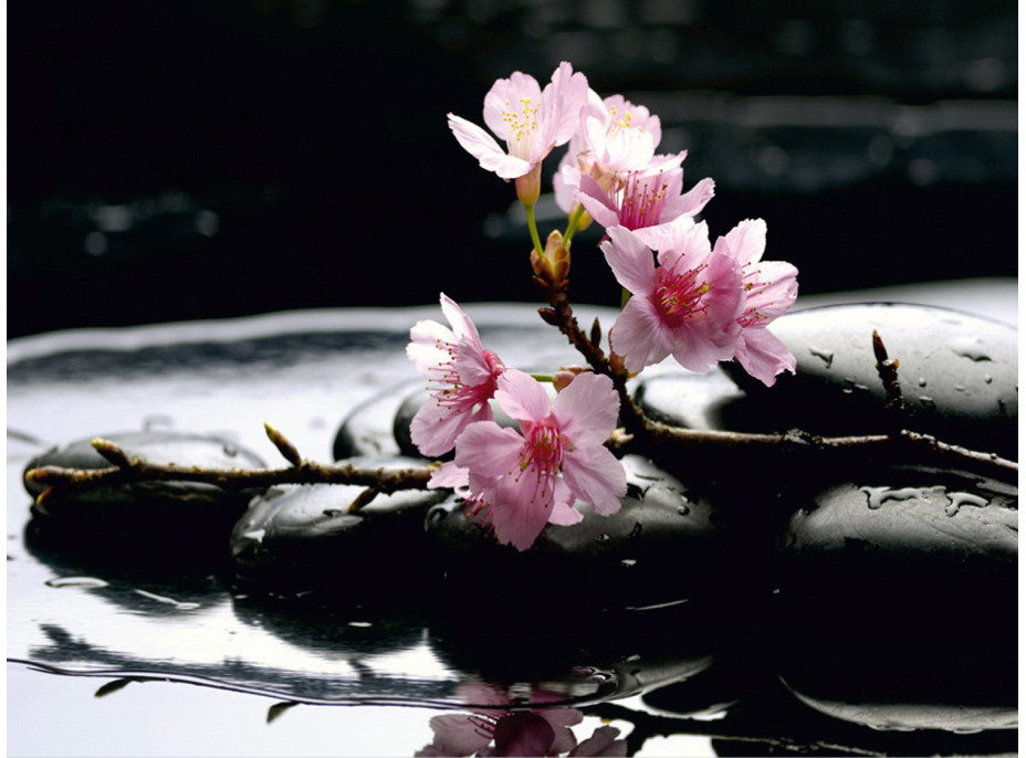 Moderní fototapeta - Květy sakury na lávových kamenech - 360x270 cm