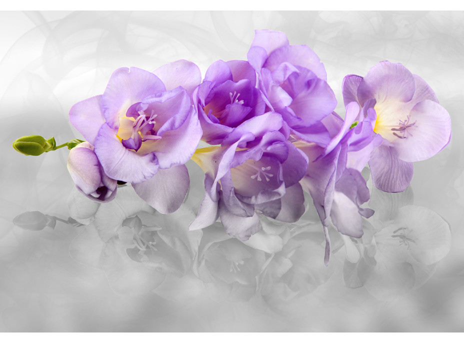 Moderní fototapeta - Něžná orchidej - 360x270 cm
