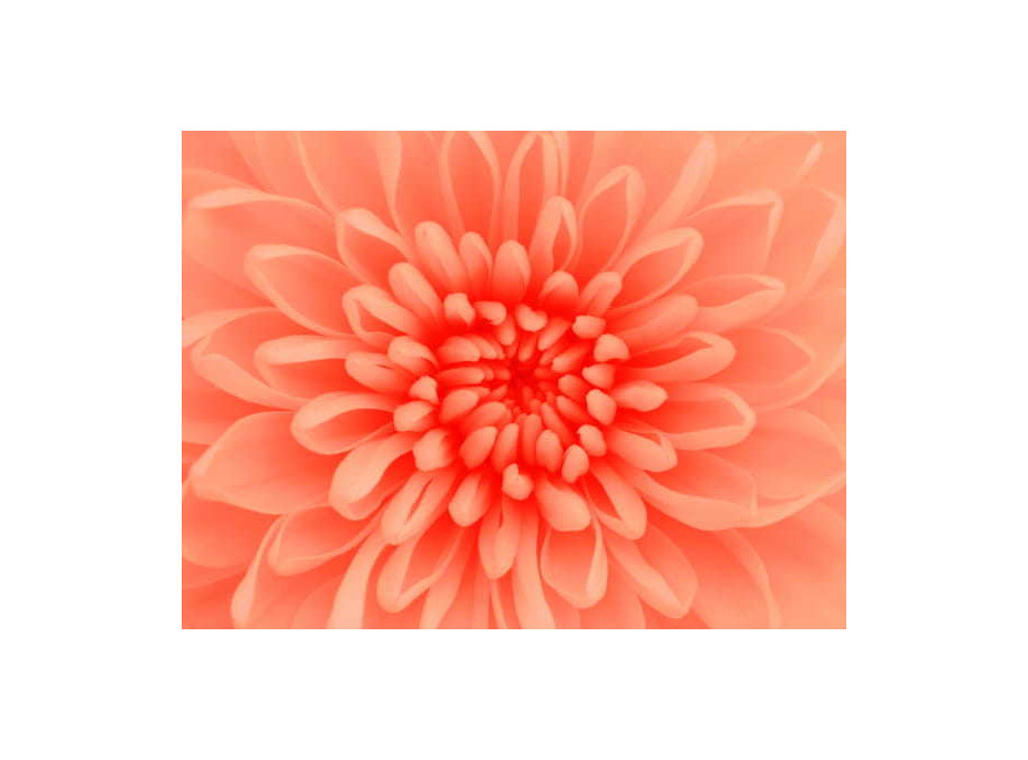 Deka HARMONY 3D květ 150x200 cm - oranžová
