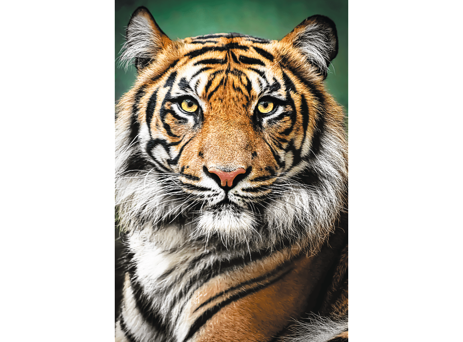 TREFL Puzzle Tygří portrét 1500 dílků