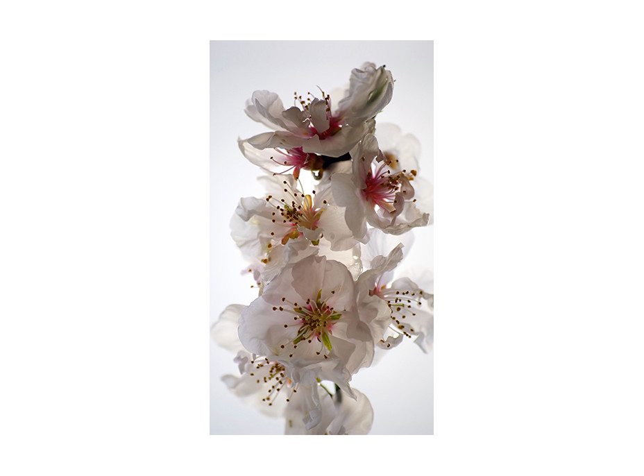 Designový závěs - Květy jabloní - 140x245 cm