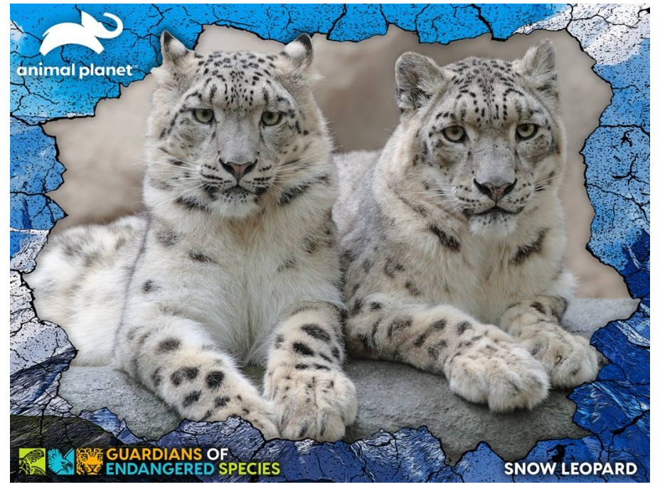PRIME 3D Puzzle Animal planet: Ohrožené druhy - Sněžní leopardi 3D 100 dílků