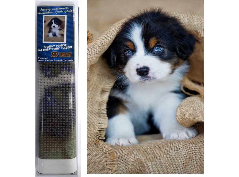 Norimpex Diamantové malování Štěně Bernského salašnického psa 30x40 cm