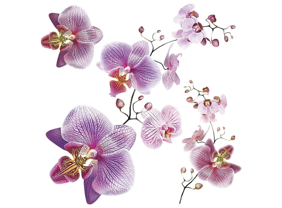 Moderní samolepka na zeď - Orchideje - 30x30 cm