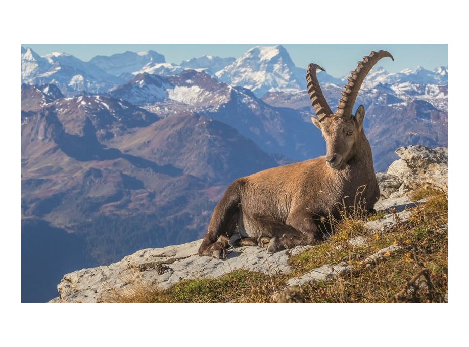 RAVENSBURGER Puzzle Kamzík v údolí Toggenburg 1000 dílků