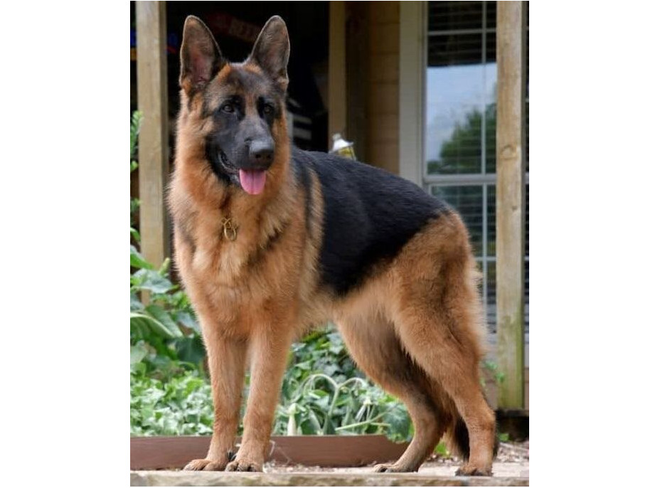 NORIMPEX Diamantové malování Německý ovčák 30x40cm