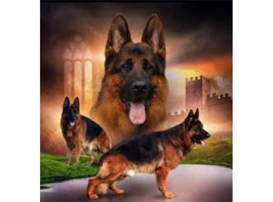 NORIMPEX Diamantové malování Smečka německých ovčáků 30x40cm