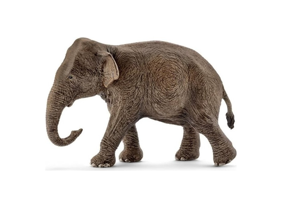SCHLEICH Wild Life® 14753 Asijský slon samice