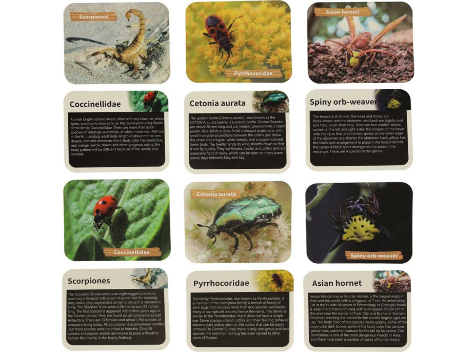 Archeologická sada - Jantarové fosilie hmyzu