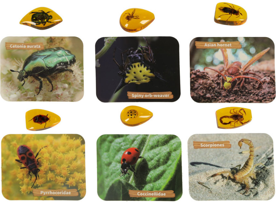 Archeologická sada - Jantarové fosilie hmyzu