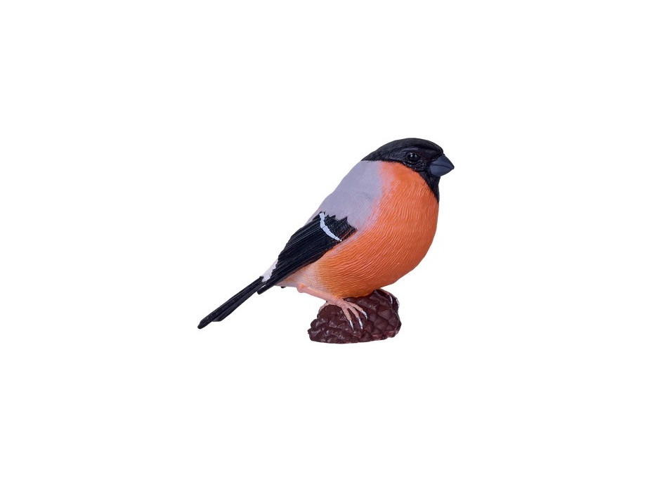 Mojo Hýl obecný v krabičce