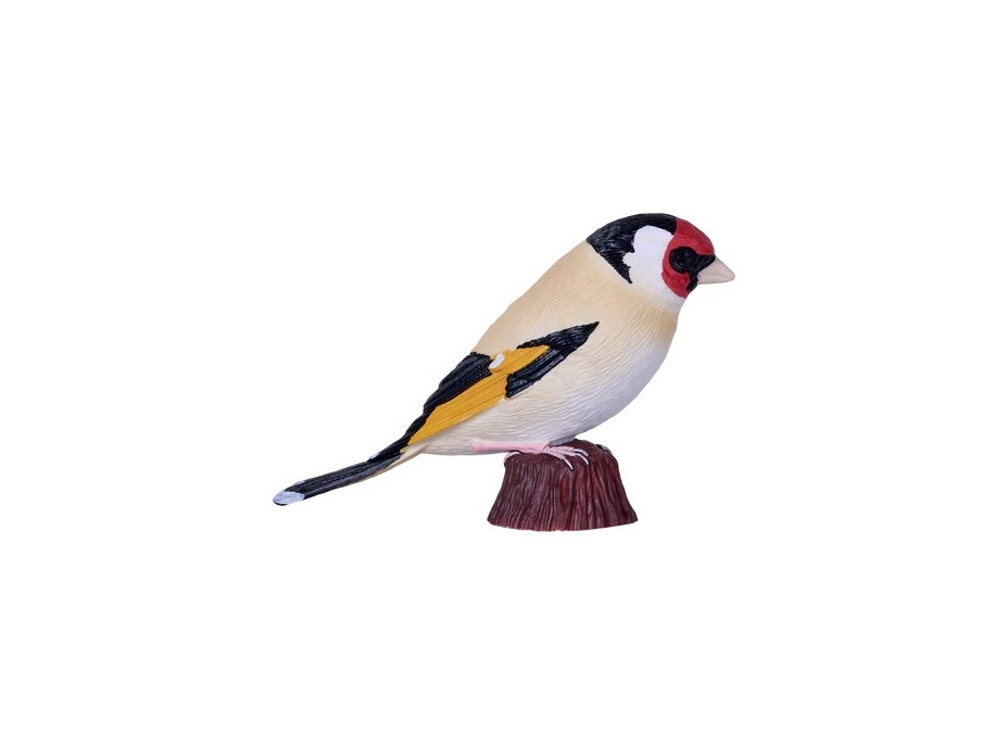 Mojo Stehlík obecný v krabičce