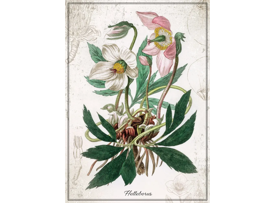 INTERDRUK Puzzle Botanic: Čemeřice 1000 dílků