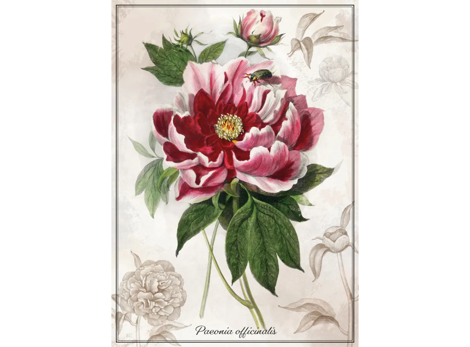 INTERDRUK Puzzle Botanic: Pivoňka 1000 dílků