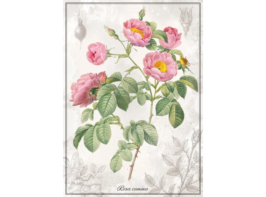 INTERDRUK Puzzle Botanic: Růže 1000 dílků