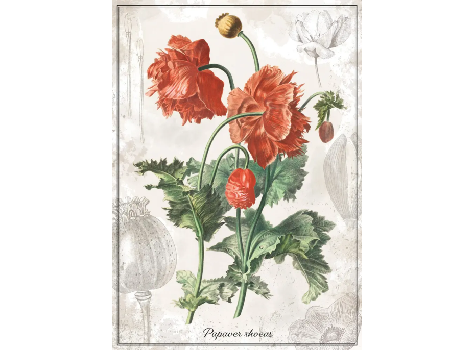 INTERDRUK Puzzle Botanic: Vlčí mák 1000 dílků