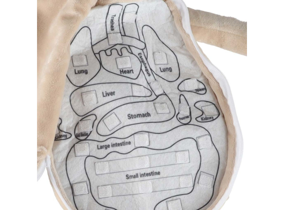 Panenka pro učení anatomie - chlapec