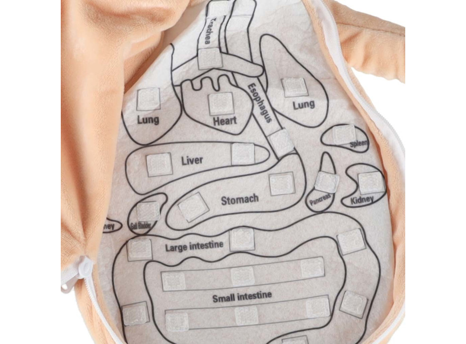 Panenka pro učení anatomie - dívka
