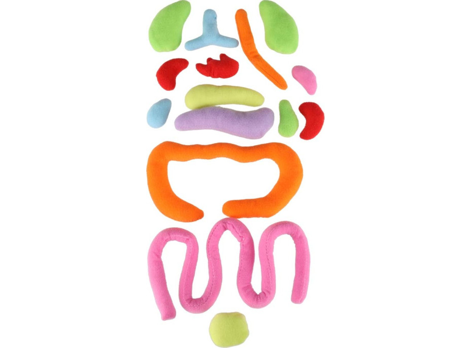 Panenka pro učení anatomie - dívka