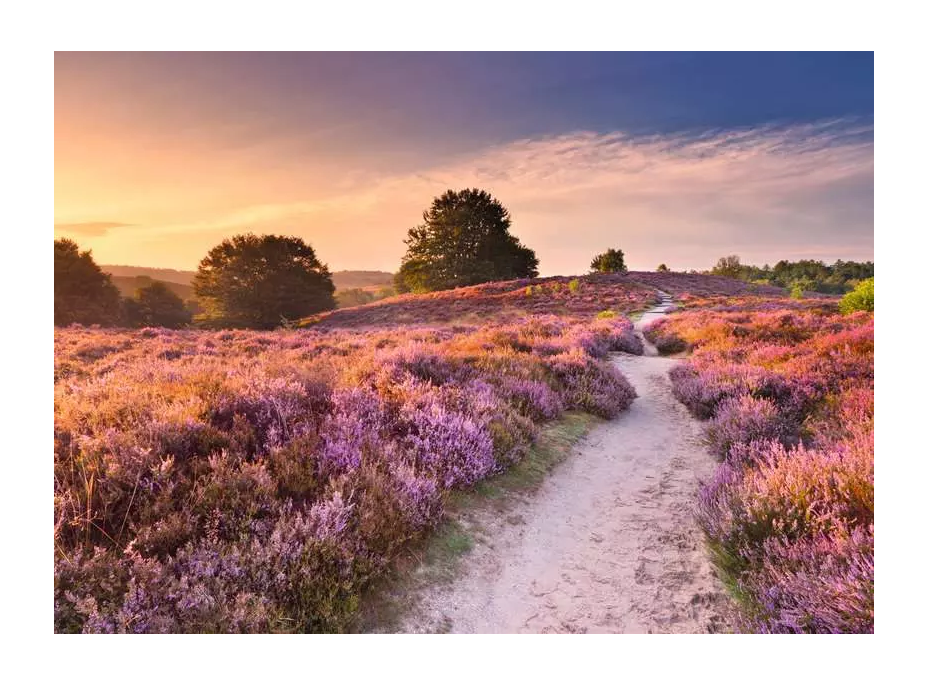 RAVENSBURGER Puzzle Růžová cesta 1000 dílků