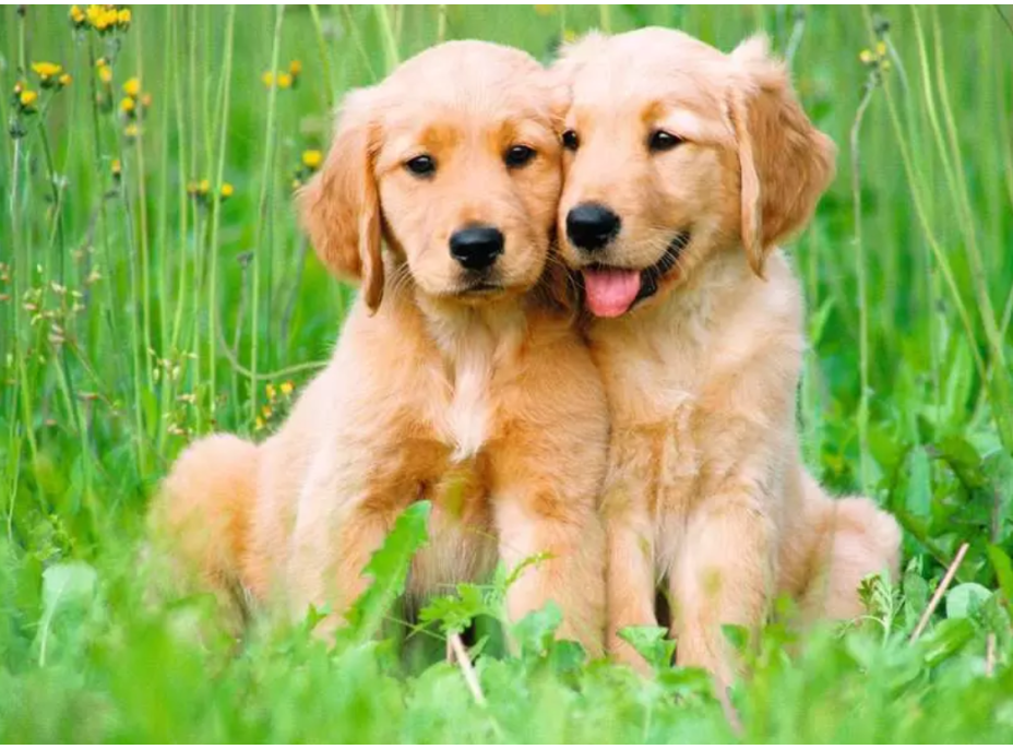 RAVENSBURGER Puzzle Štěňátka 500 dílků