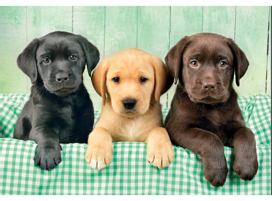 CLEMENTONI Puzzle Tři labradoři 1000 dílků