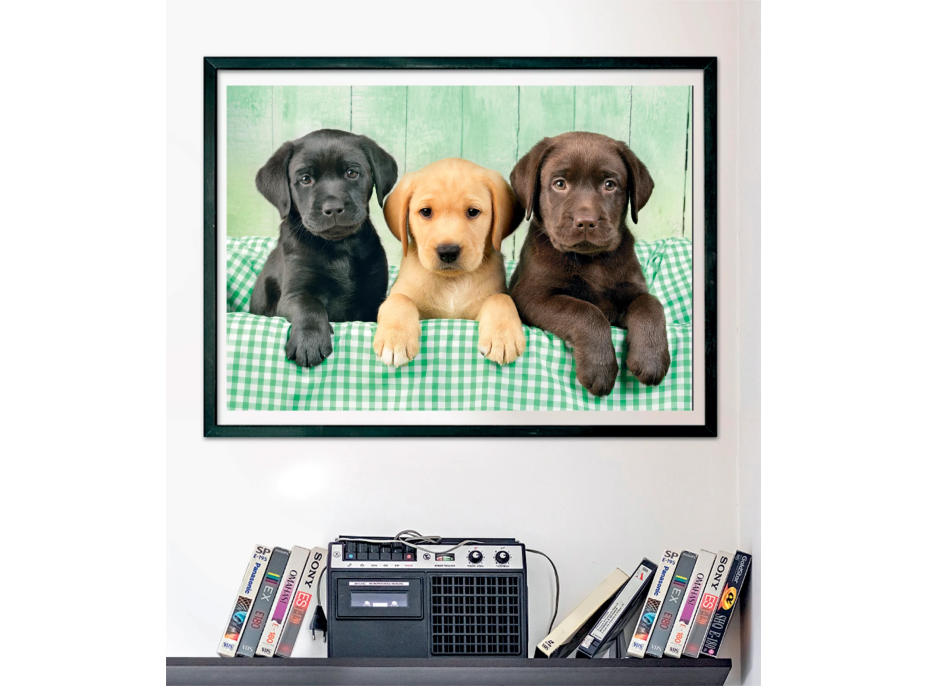 CLEMENTONI Puzzle Tři labradoři 1000 dílků