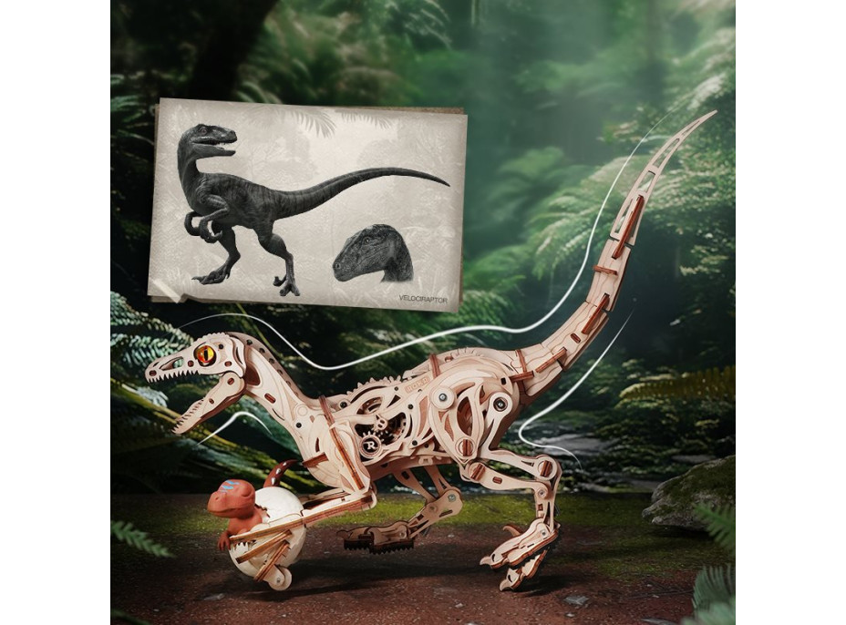 ROBOTIME Rokr 3D dřevěné puzzle Velociraptor 191 dílků