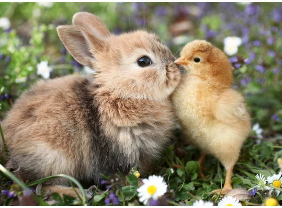 RAVENSBURGER Puzzle Králíček a kuřátko 500 dílků