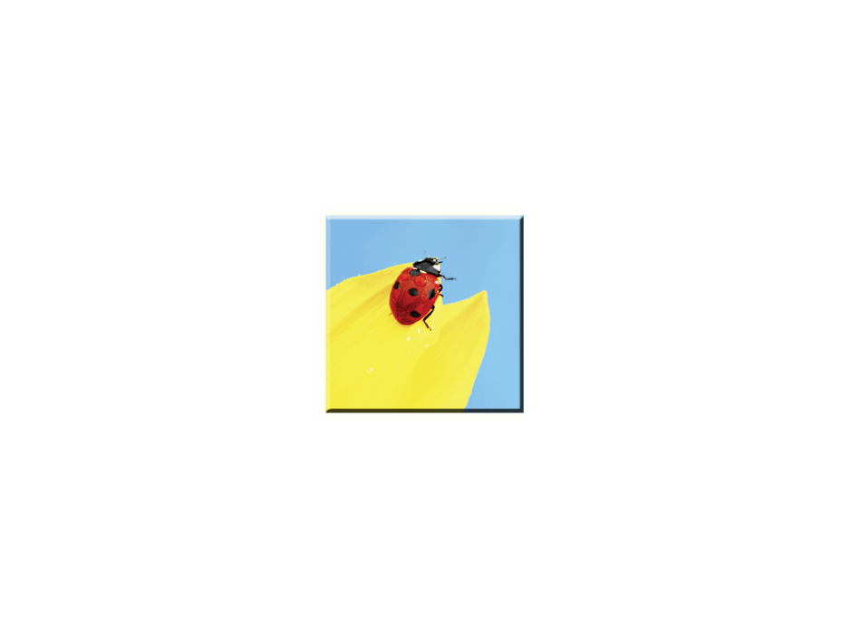 Obraz na plátně 30x30cm BERUŠKA - vzor 15