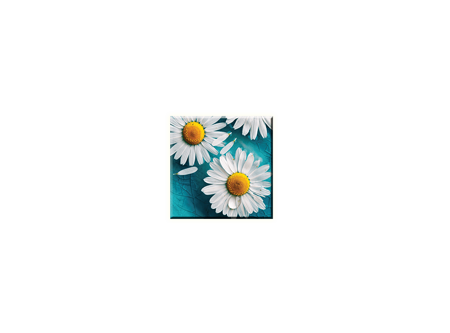 Obraz na plátně 30x30cm CAMOMILE - vzor 44