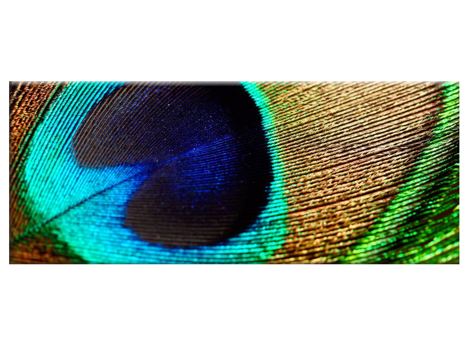 Obraz na plátně PANORAMA PEACOCK - vzor 23