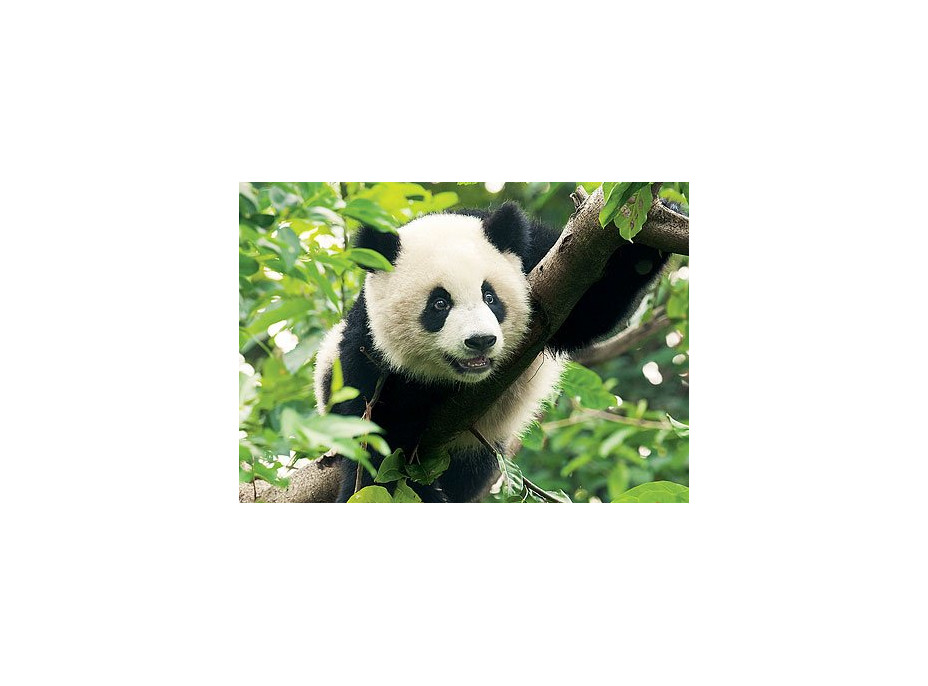 Puzzle Panda - 500 dílků