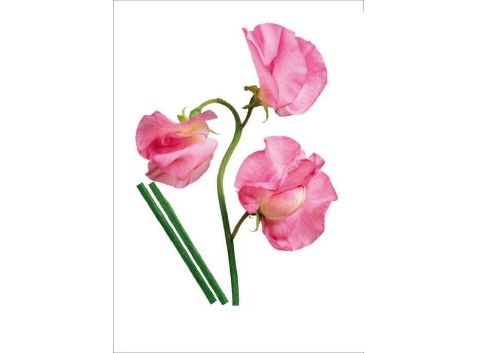 Designová samolepka RŮŽOVÉ KVĚTY 65x85 cm
