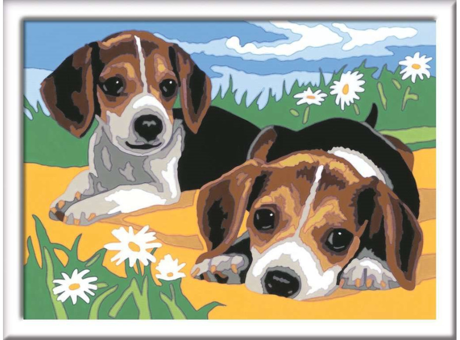 RAVENSBURGER CreArt Malování podle čísel: Štěňata Jack Russella 24x18 cm