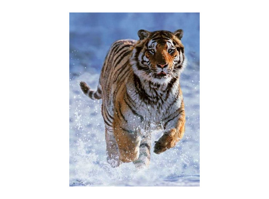 RAVENSBURGER Puzzle Tygr ve sněhu 500 dílků